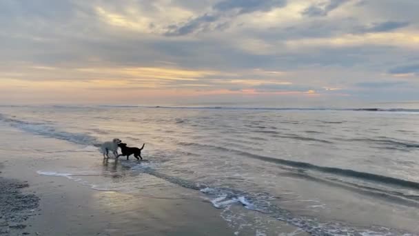 Dois cães na praia — Vídeo de Stock