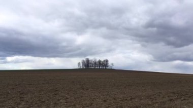 Sürülmüş alanda ağaçlar grubu. Boş alanda bahar manzara ve dramatik gökyüzü.