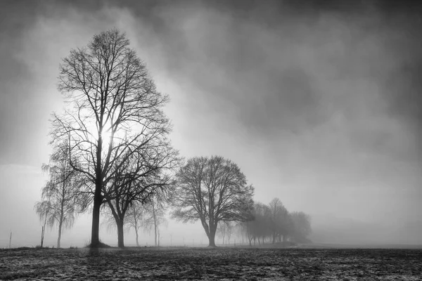 Vinterlandskap Den Dramatiska Morgondimman Mystisk Natur — Stockfoto