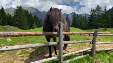 Çayırdaki at, Duisitzkarsee Gölü, Avusturya. Duisitzkarsee muhtemelen Schladminger Tauern 'deki en güzel dağ göllerinden biridir. Coronavirus salgınından sonra turistlerin olmadığı yer..