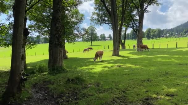 Cows Pasture Ramsau Dachstein Austria Wonderful Area Alpine Pastures Foot — Stock Video