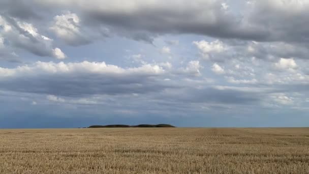 Empty Field Harvesting Sunny Day Storm Panorama Picture Mowed Wheat — Stock Video