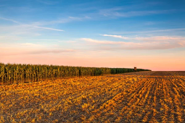 Torre Vigia Entre Campo Milho Campo Vazio Após Colheita Panorama — Fotografia de Stock