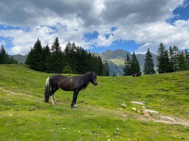Çayırdaki at, Duisitzkarsee Gölü, Avusturya. Duisitzkarsee muhtemelen Schladminger Tauern 'deki en güzel dağ göllerinden biridir. Coronavirus salgınından sonra turistlerin olmadığı yer..