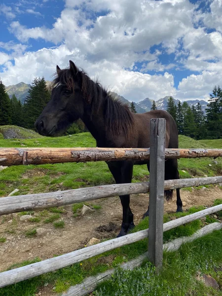 Das Pferd Auf Der Weide Duisitzkarsee Österreich Der Duisitzkarsee Ist — Stockfoto