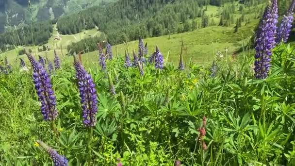 Sommerliche Landschaft Krahbergzinken Österreich Der Krahbergzinken Ist Ein Westlich Des — Stockvideo