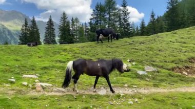 Otlaktaki at. Duisitzkarsee Gölü, Avusturya. Duisitzkarsee muhtemelen Schladminger Tauern 'deki en güzel dağ göllerinden biridir. Coronavirus salgınından sonra turistlerin olmadığı bir yer..