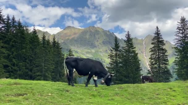 Koe Weide Duisitzkarsee Oostenrijk Duisitzkarsee Waarschijnlijk Een Van Mooiste Bergmeren — Stockvideo