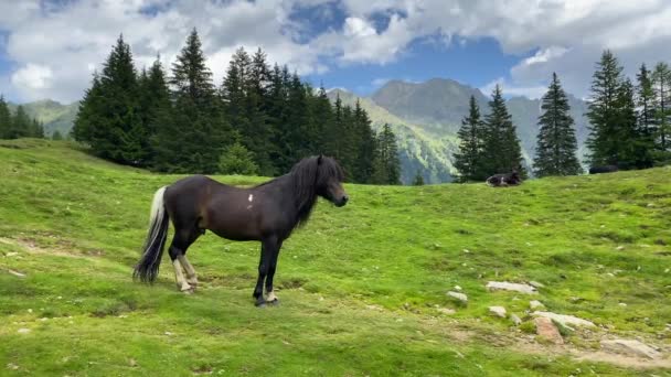 Horse Pasture Duisitzkarsee Lake Austria Duisitzkarsee Probably One Most Beautiful — стоковое видео