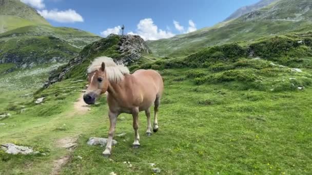 Dos Caballos Pasto Lago Giglachsee Estirio Tauern Austria Lugar Sin — Vídeos de Stock