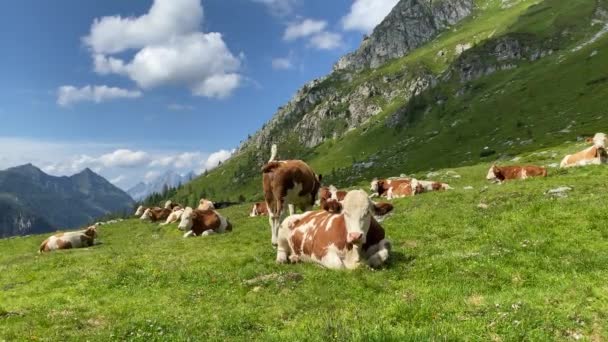 Pasture Sunny Day Lake Giglachsee Styrian Tauern Austria Place Tourists — Stock Video