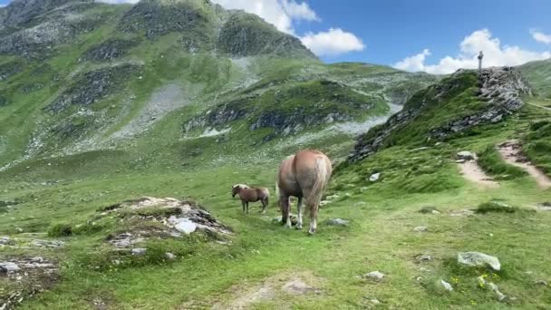 Twee Paarden Weide Giglachsee Stiermarken Tauern Oostenrijk Plaats Zonder Toeristen — Stockvideo