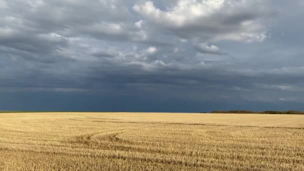 Den Tomme Mark Efter Høst Før Storm Panorama Billede Med – Stock-video