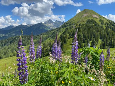 Avusturya 'nın Krahbergzinken Dağı yakınlarındaki yaz manzarası. Krahbergzinken, Untertal Vadisi 'nin batısında ve Schladming' in güneydoğusunda bulunan bir dağdır..