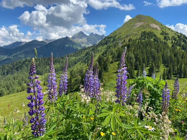 Paisagem Verão Perto Montanha Krahbergzinken Áustria Krahbergzinken Uma Montanha Situada — Fotografia de Stock