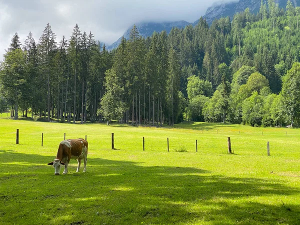 Mucche Pascolo Ramsau Dachstein Austria Questa Meravigliosa Zona Pascoli Alpini — Foto Stock
