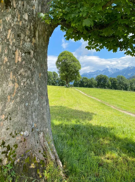 Paisaje Ramsau Dachstein Austria Esta Maravillosa Zona Pastos Alpinos Pie — Foto de Stock