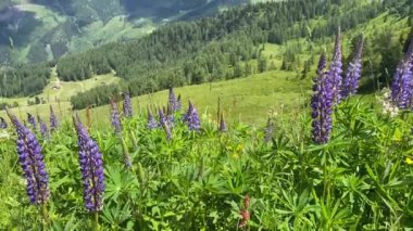 Avusturya 'nın Krahbergzinken Dağı yakınlarındaki yaz manzarası. Krahbergzinken, Untertal Vadisi 'nin batısında ve Schladming' in güneydoğusunda bulunan bir dağdır..