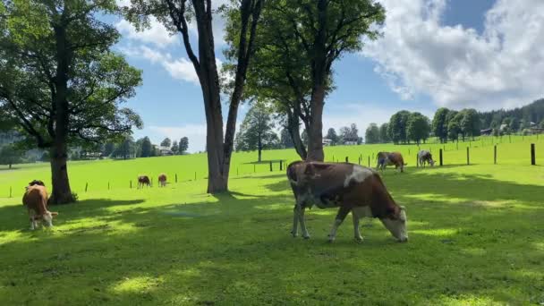 Koeien Weide Ramsau Dachstein Oostenrijk Dit Prachtige Gebied Van Almweiden — Stockvideo