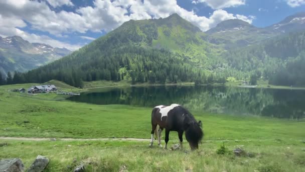 Hästen Betesmarken Duisitzkarsee Lake Österrike Duisitzkarsee Förmodligen Vackraste Fjällsjöarna Schladminger — Stockvideo