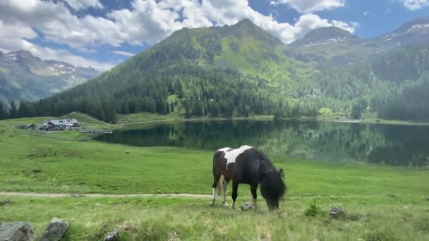 Άλογο Στο Βοσκότοπο Duisitzkarsee Lake Αυστρία Duisitzkarsee Είναι Ίσως Μία — Αρχείο Βίντεο