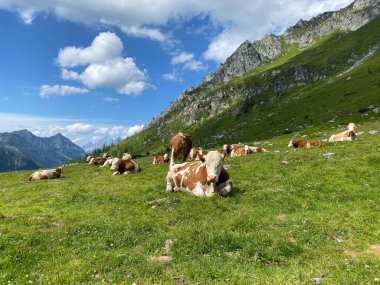 Güneşli bir günde çayırda. Styrian Tauern, Avusturya 'daki Giglachsee Gölü. Koronavirüs salgınından sonra turistsiz bir yer..
