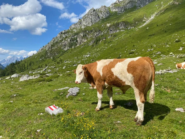 Pasture Sunny Day Lake Giglachsee Styrian Tauern Austria Place Tourists — Stock Photo, Image