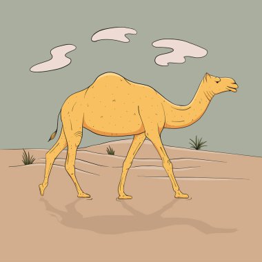 Dromedary, bir seviştiği deve tam büyüme gider çölde, sketch vektör grafik renk resim, illüstrasyon anahat