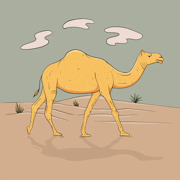 Dromedary Одногорбый Верблюд Полный Рост Идет Пустыне Эскиз Векторной Графики — стоковый вектор