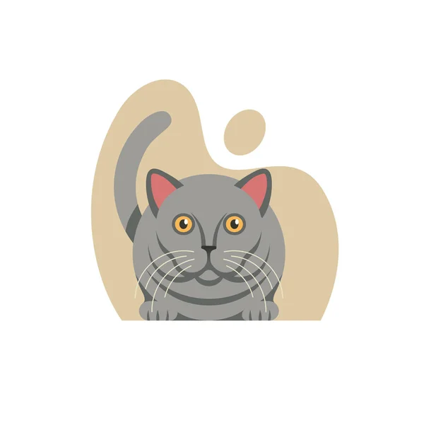 British Shorthair Cat White Background Vector Flat Illustration — Stock Vector