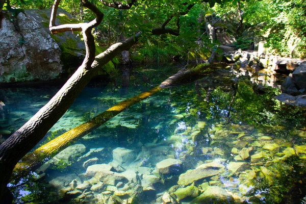 Picturesque Pond Stones Bent Tree — Stock Photo, Image