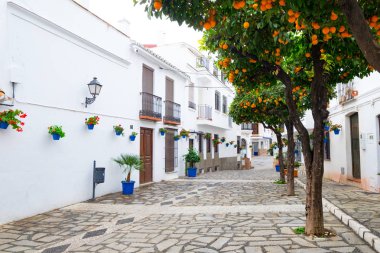 Estepona, portakal ağaçları ve renkli mavi plantpots, turuncu meyve ağaçları,