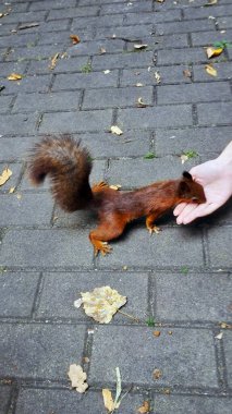 Vahşi sincabı besliyorum. Sonbahar