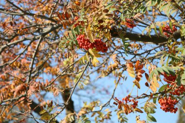 Sonbahar Manzara. Ağaçta kırmızı bir kürek höyüğü. Sonbahar yaprakları. Ağaçta altın ve kırmızı yapraklar. Gökyüzünün arka planındaki kürekçi