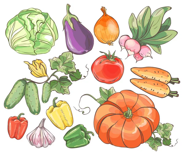 Ensemble de légumes colorés dessinés à la main sur fond blanc . — Image vectorielle
