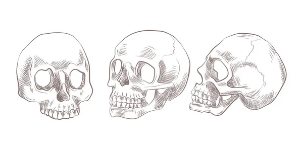 Set of sketch skulls. Collection of human skulls — Stock Vector