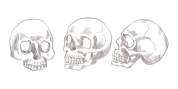 Skizzenschädel. Sammlung menschlicher Schädel — Stockvektor
