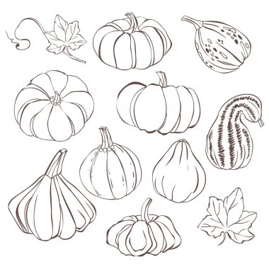 Beyaz arka plan üzerinde izole el çizilmiş kabak seti