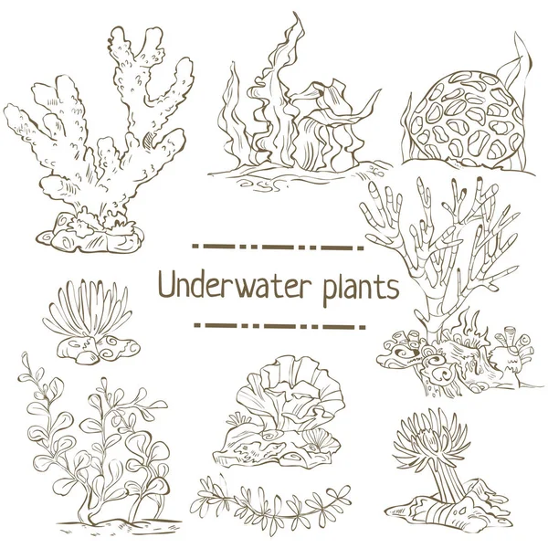 Ensemble d'algues dessinées à la main isolées sur blanc . — Image vectorielle