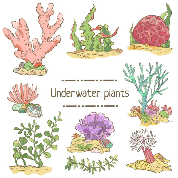 Ensemble de plantes sous-marines dessinées à la main isolées sur blanc. Collecte des algues . — Image vectorielle