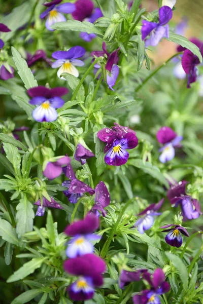 Bloesem viooltje bloemen — Stockfoto