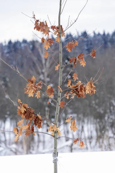 冬天的小橡树 干燥的叶子关闭 — 图库照片