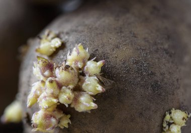 Eski patates makro üzerinde yeni filizi Grup