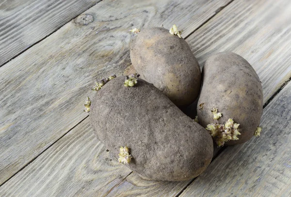 Patatas germinadas sobre un fondo de madera stule rústico — Foto de Stock