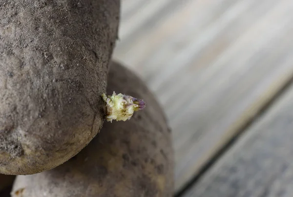 Un nuevo brote de papas viejas de cerca — Foto de Stock