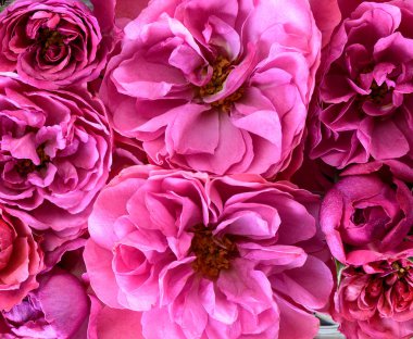 Üstten görünüm. Kırmızı gül tomurcukları kökenli yakın çekim