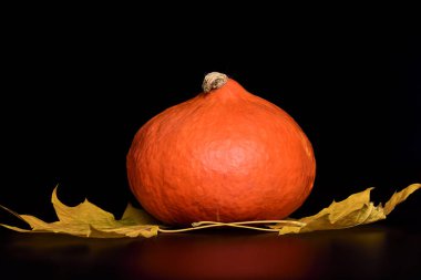 Siyah bir arka plan yansıması ile sonbahar Akçaağaç Sonbahar kabak bırakır. Uzay kopyalayın. Kartı tasarımı