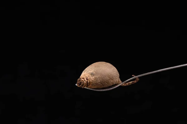 Uma beterraba em um garfo isolado em fundo preto — Fotografia de Stock