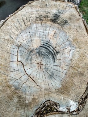 Kesme yüzeyi eski Birch. Üstten görünüm