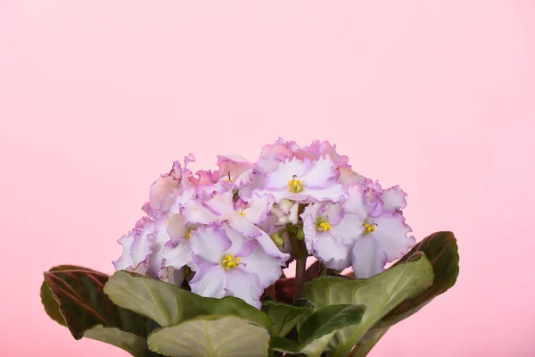 Ibolya Virágok Finom Rózsaszín Virágai Rózsaszín Háttérvilágítással Háttér Elszigetelt Másolja — Stock Fotó
